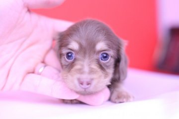 カニンヘンダックスフンド(ロング)【愛知県・男の子・2019年4月19日・チョコイエロー(チョコクリーム)】の写真「かわいー❤️PRA安心♪」