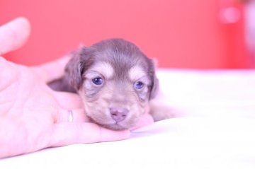 カニンヘンダックスフンド(ロング)【愛知県・男の子・2020年2月7日・チョコイエロー】の写真「かわいー❤️PRA発症しません」
