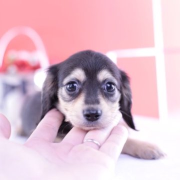 カニンヘンダックスフンド(ロング)【愛知県・女の子・2023年10月21日・ブラックイエロー⭐︎】の写真「父極小💗母JKCチャンピオン直子💗激かわ」