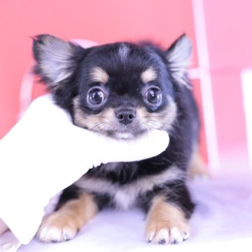 チワワ(ロング)【愛知県・男の子・2024年2月7日・ブラックタン】の写真「動画見て頂いた方が可愛さ伝わるかと思います💗」