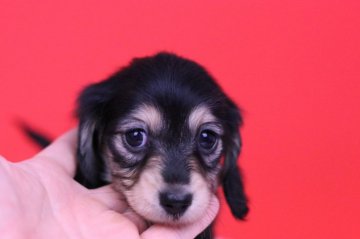 カニンヘンダックスフンド(ロング)【愛知県・女の子・2018年9月30日・ブラックイエロー(ブラッククリーム)】の写真「父JKC チャンピオン♡PRA安心♪」