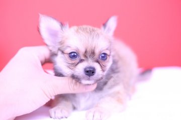 チワワ(ロング)【愛知県・男の子・2019年3月22日・レッド&ホワイト】の写真「かわいー❤️PRA発症しません」