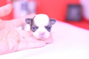 チワワ(ロング)【愛知県・男の子・2020年5月21日・ホワイト&レッド】の写真「可愛い❤️PRA発症しません」
