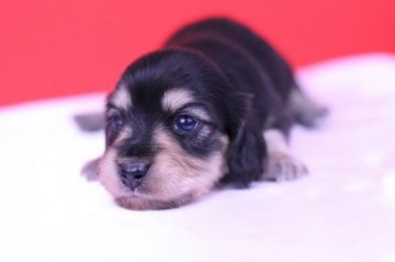 カニンヘンダックスフンド(ロング)【愛知県・女の子・2018年10月5日・ブラックイエロー(ブラッククリーム)】の写真「可愛さ"S”級の母犬から産まれました❤️」