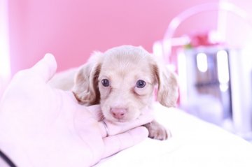 ミニチュアダックスフンド(ロング)【愛知県・女の子・2021年5月25日・イエロー】の写真「かわいー❤️父カニヘン（JKCチャンピオン直子）」