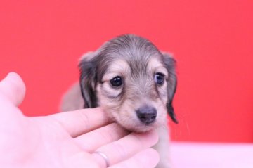 カニンヘンダックスフンド(ロング)【愛知県・女の子・2018年11月11日・シューデットイエロー(シューデットクリーム)】の写真「可愛さ"S”級の母犬から産まれました❤️」