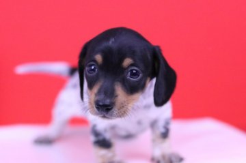 ミニチュアダックスフンド(スムース)【愛知県・女の子・2018年11月11日・ブラックタンパイボールド】の写真「ご連絡はお早めに！！小さな小さな女の子💕」