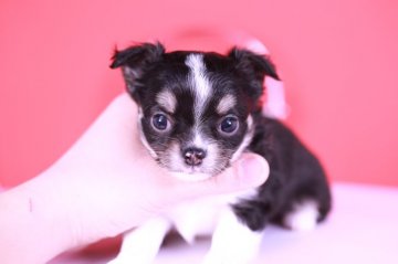 チワワ(ロング)【愛知県・男の子・2020年11月1日・ブラックタン&ホワイト】の写真「かわいー❤️PRA発症しません」