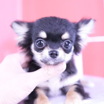 チワワ(ロング)【愛知県・男の子・2023年10月28日・ブラックタン】の写真「父親譲りの美少年💗甘えん坊」