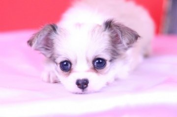 チワワ(ロング)【愛知県・女の子・2018年9月1日・フォーン&ホワイト】の写真「かわいー❤️」