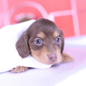 ミニチュアダックスフンド(ロング)【愛知県・男の子・2024年3月5日・チョコタン】の写真「父カニヘン＆JKCチャンピオン直子💗」