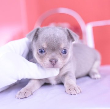 チワワ(スムース)【愛知県・女の子・2024年3月3日・イザベラタン】の写真「かわいー❤️PRAクリア」