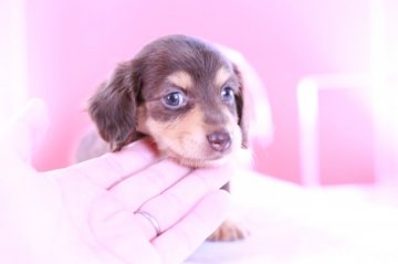 ミニチュアダックスフンド(ロング)【愛知県・女の子・2021年8月10日・チョコタン】の写真「かわいー❤️父カニヘン（JKCチャンピオン直子）」