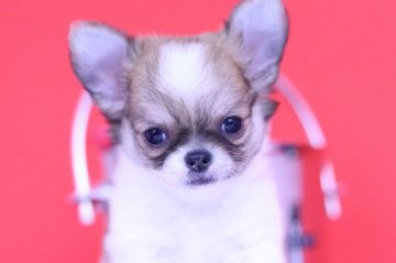 チワワ(ロング)【愛知県・男の子・2018年7月5日・ホワイト&レッド】の写真「見た目も動きも可愛い❤️」