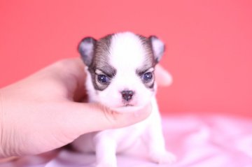 チワワ(ロング)【愛知県・男の子・2020年10月13日・ホワイト&レッド】の写真「可愛い❤️父JKCチャンピオン」