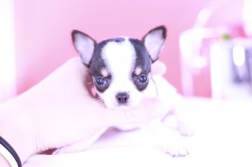 チワワ(スムース)【愛知県・男の子・2021年6月4日・ホワイト&ブラックタン】の写真「かわいー❤️PRA発症しません」