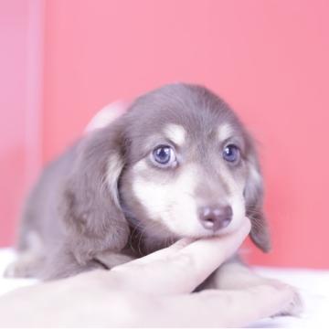 カニンヘンダックスフンド(ロング)【愛知県・男の子・2022年5月15日・チョコイエロー】の写真「PRAクリア❤️父JKCチャンピオン」