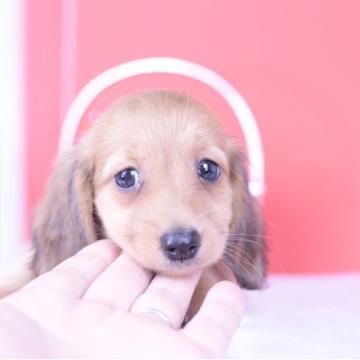 ミニチュアダックスフンド(ロング)【愛知県・男の子・2022年6月5日・シェーデッドレッド】の写真「最高品質💗ダブルチャンピオン💗父カニヘン」