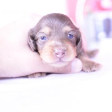 カニンヘンダックスフンド(ロング)【愛知県・男の子・2022年7月21日・チョコタン】の写真「父JKCチャンピオンの息子💗PRA安心」