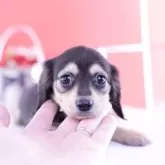 カニンヘンダックスフンド(ロング)【愛知県・女の子・2023年10月21日・ブラックイエロー⭐︎】の写真1