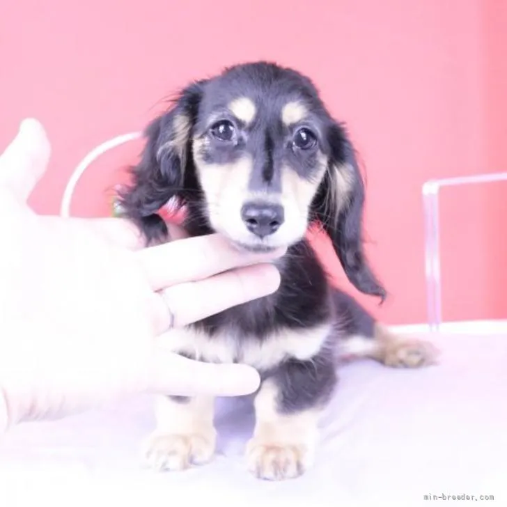 ID：2203-01948の子犬