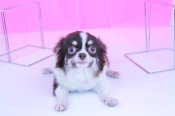 チワワ(ロング)【・男の子・2024年6月7日・チョコタン&ホワイト】