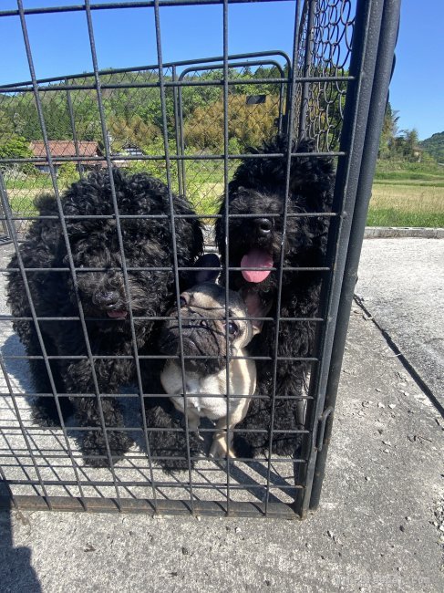 木村　純子(きむら　じゅんこ)ブリーダー(広島県・フレンチブルドッグなど・JKC登録)の紹介写真3