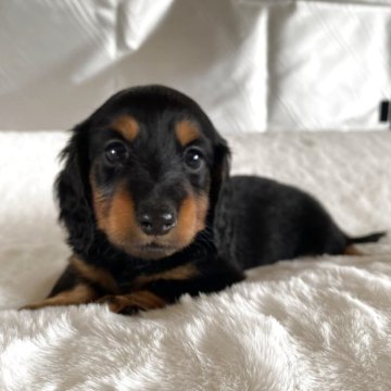 ミニチュアダックスフンド(ロング)【広島県・女の子・2025年10月8日・ブラックタン】の写真「かわいい女の子」