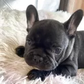 フレンチブルドッグ