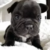 フレンチブルドッグ