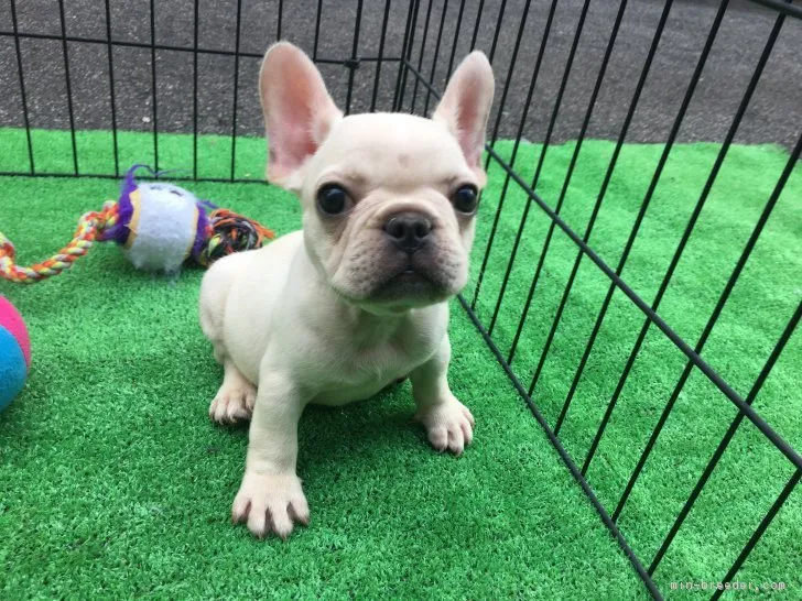 ヤス 様のお迎えした子犬