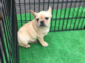 フレンチブルドッグ【広島県・男の子・2018年9月6日・クリーム】の写真「濃いクリームです」