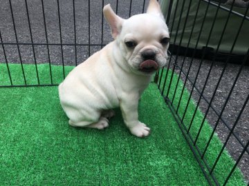 フレンチブルドッグ【広島県・男の子・2018年3月7日・クリーム】の写真「かわいい子です」