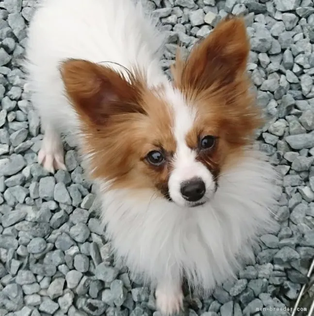 ID：1903-00980の子犬