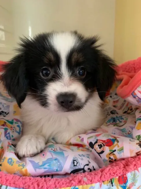 ID:1908-02162の子犬