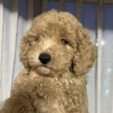 ミニチュアプードル【静岡県・男の子・2023年4月5日・アプリコット】の写真1「20230602撮影生後５８日目」