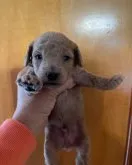 ミニチュアプードル【静岡県・男の子・2023年4月5日・アプリコット】の写真4「20230426生後３週目」