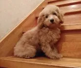 ミニチュアプードル【静岡県・男の子・2023年4月5日・アプリコット】の写真5「チャーミーママ」