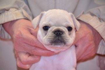 フレンチブルドッグ【富山県・男の子・2011年11月20日・クリーム】の写真「」