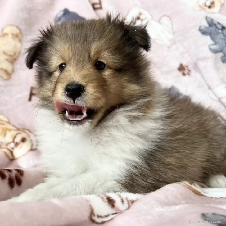 ID：2412-03274の子犬