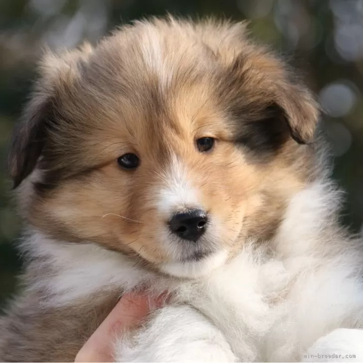 ID：2502-06991の子犬