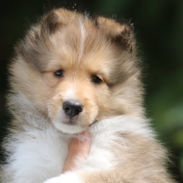 シェットランドシープドッグ【新潟県・男の子・2025年7月19日・セーブル&ホワイト】の写真「明るい性格の男の子」