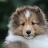 シェットランドシープドッグ
