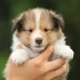 シェットランドシープドッグ
