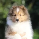 シェットランドシープドッグ