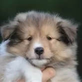 シェットランドシープドッグ
