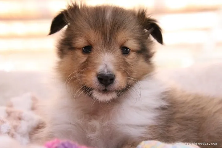 ID:1902-01915の子犬