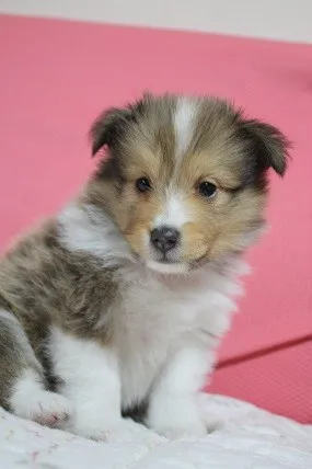 ID:1309-00506の子犬