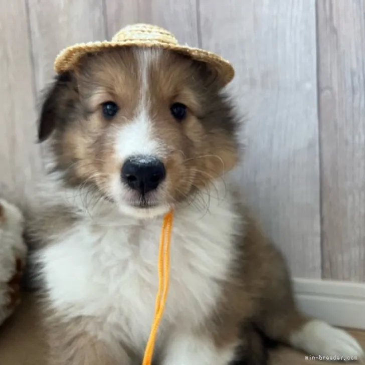 ID:2307-04332の子犬