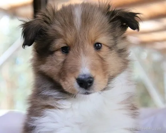 ID:1902-02127の子犬